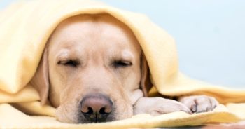 Schronisku przydadzą się koce