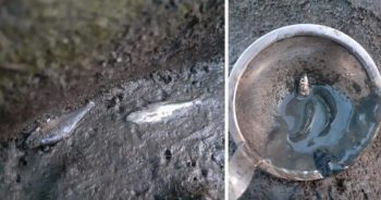 Horror w Dolinie Gęśnika. Ponad setka ryb wylana wraz z wodą ze sztucznego zbiornika.