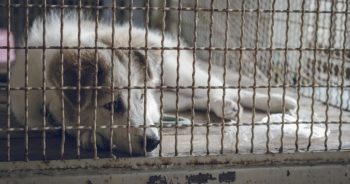 Akcja „Nakarm Psa z OLX”. Pomóż wybrać nasze schronisko!