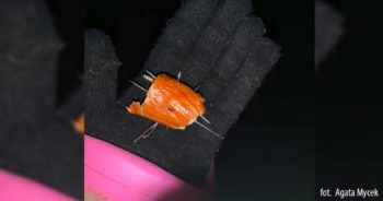 Uważajcie na swoje zwierzęta. Ktoś w Zielonej Górze zostawia kiełbasy naszpikowane igłami.