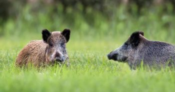 Co robić w przypadku znalezienia padłego dzika?