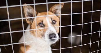 Schronisko w Zielonej Górze szuka pracowników na pełen etat