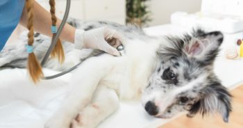 Właściciele czworonogów uważajcie! Ktoś rozkłada trutki.