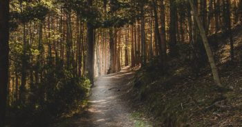 Nie można wchodzić do lasów!