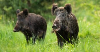 Dzika Zielona Góra – gdzie zgłaszać obecność dzików?