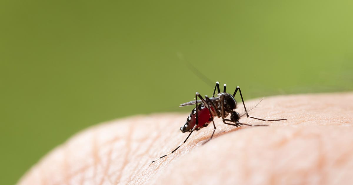 Komary przeszkadzają mieszkańcom. Prezydent „Czas na kolejne działania”.