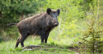 Rozpoczyna się redukcja dzików w Zielonej Górze
