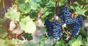 Winobranie w tym roku odbędzie się!