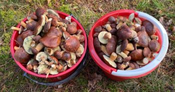 Mamy informację od czytelnika – sezon na grzyby wciąż trwa!