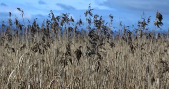 Oprysk na chwasty w zbożach – kiedy najlepiej go wykonać?