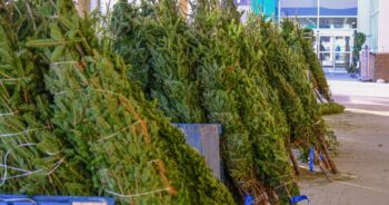 Zielona Góra – żywe choinki z dostawą do domu, gdzie kupić?