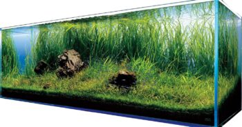 Jakich warunków wymaga złota rybka do życia?