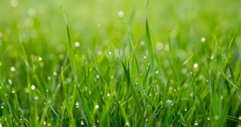 Trawnik z rolki – cena i zalety