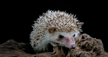 Leśna Osada przed ratuszem w Zielonej Górze: Edukacja ekologiczna i piknik rodzinny