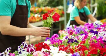 Odkryj Zieloną Oazę: Ponad 300 Gatunków Roślin na Kwiatowej Gali w Zielonej Górze!