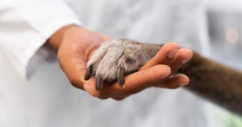 Nocna opieka dla zwierząt – Zielona Góra